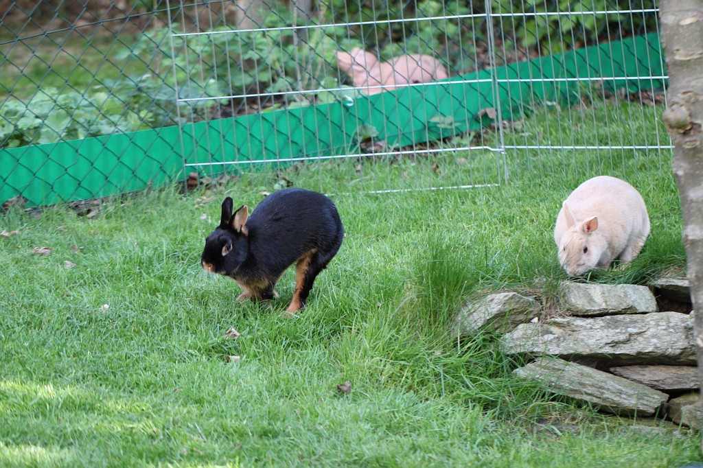 IMG_1063.JPG - Easter Rabbits  http://en.wikipedia.org/wiki/Rabbit 