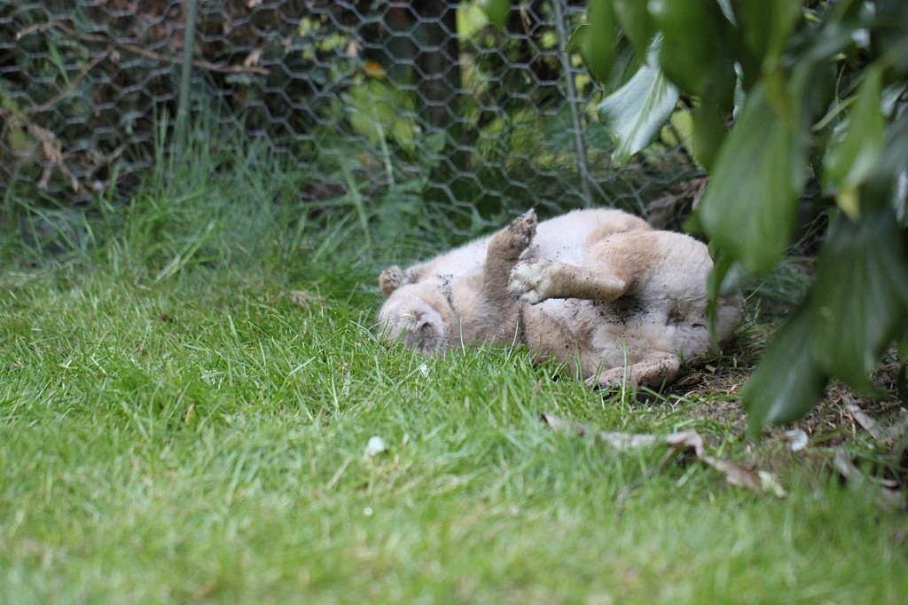 IMG_1145.JPG - Easter Rabbit  http://en.wikipedia.org/wiki/Rabbit 