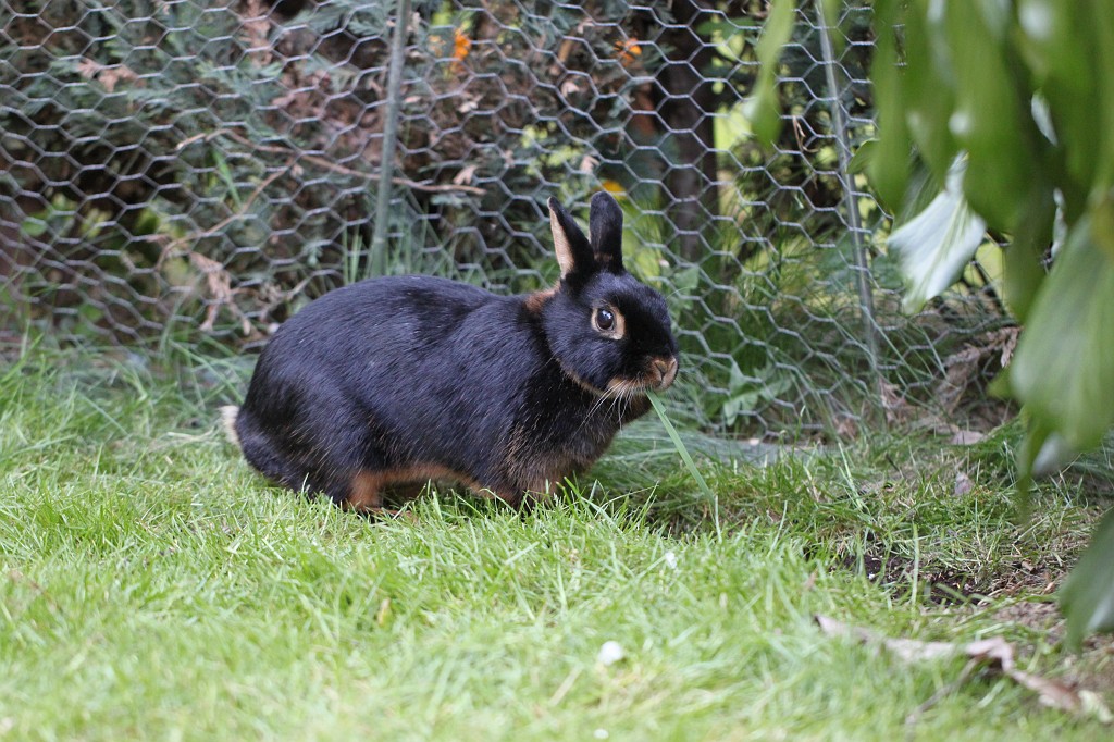 IMG_1148.JPG - Easter Rabbit  http://en.wikipedia.org/wiki/Rabbit 