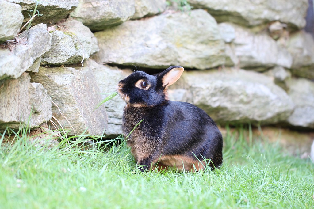 IMG_1163.JPG - Easter Rabbit  http://en.wikipedia.org/wiki/Rabbit 