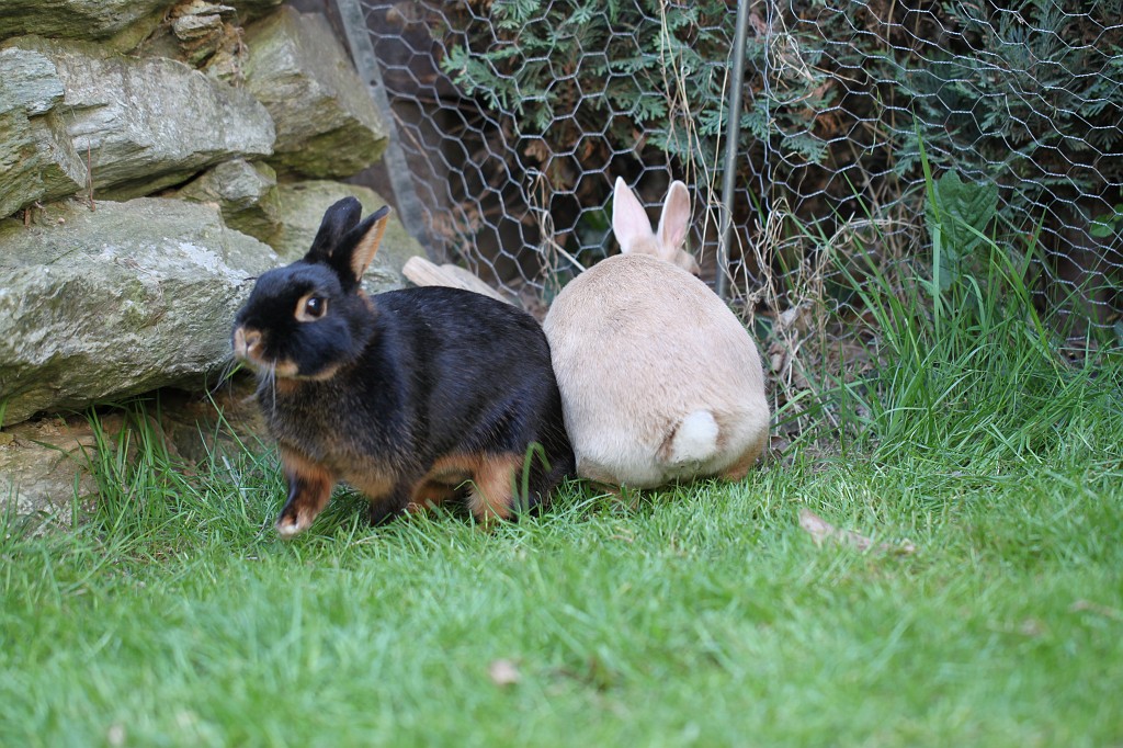 IMG_1177.JPG - Easter Rabbits  http://en.wikipedia.org/wiki/Rabbit 