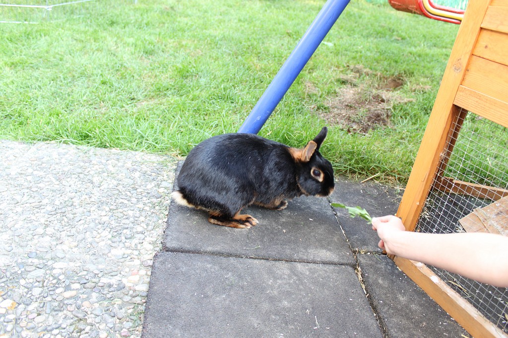 IMG_1212.JPG - Easter-rabbit  http://en.wikipedia.org/wiki/Rabbit 