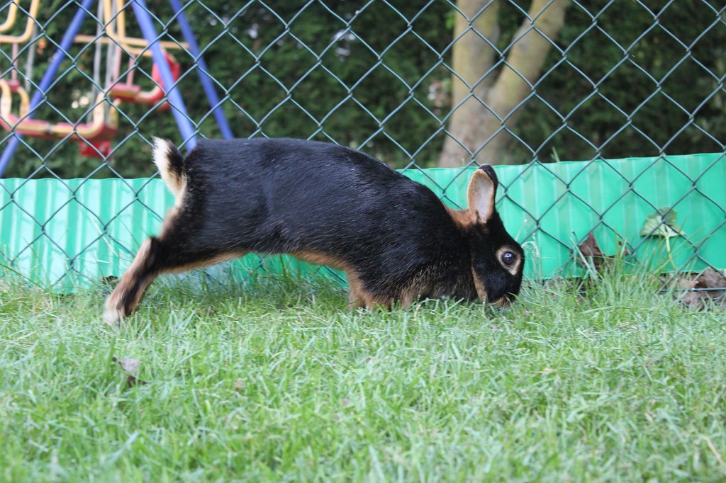 IMG_1234.JPG - Easter-rabbit  http://en.wikipedia.org/wiki/Rabbit 