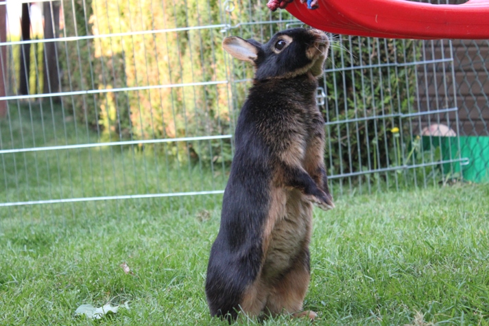 daisy7.jpg - Easter-rabbit