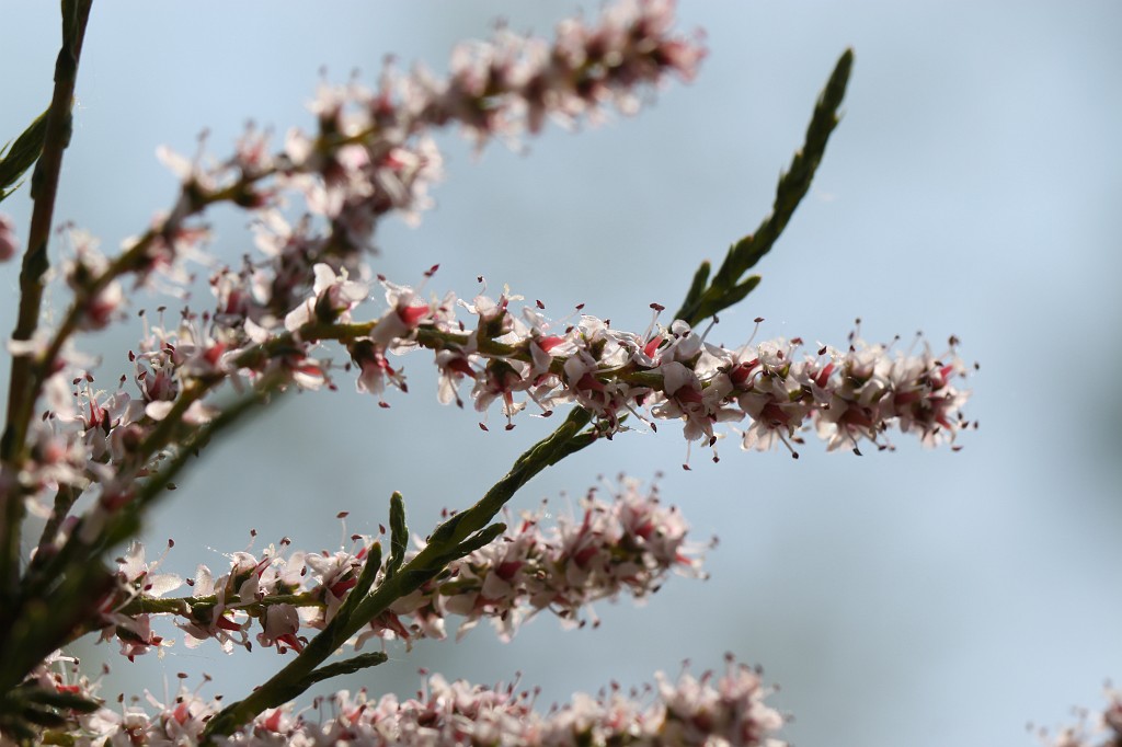 IMG_1417.JPG - Blooming