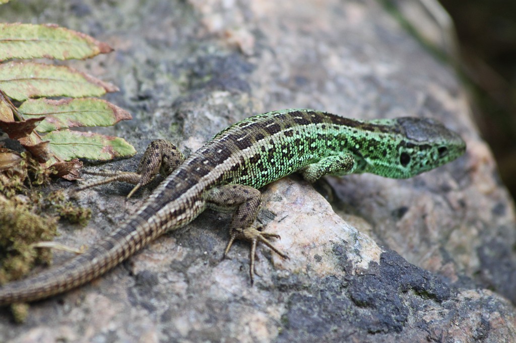 IMG_1473.JPG - Lizard  http://en.wikipedia.org/wiki/Lizard 