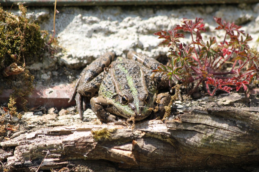 IMG_1481.JPG - Toad  http://en.wikipedia.org/wiki/True_toad 