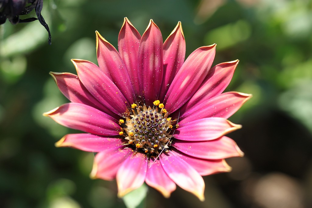 IMG_1482.JPG - Flower