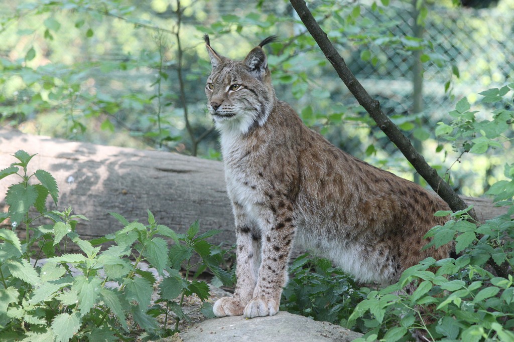 IMG_1541.JPG - Lynx  http://en.wikipedia.org/wiki/Eurasian_Lynx  in the Opel-Zoo  http://de.wikipedia.org/wiki/Opel-Zoo 
