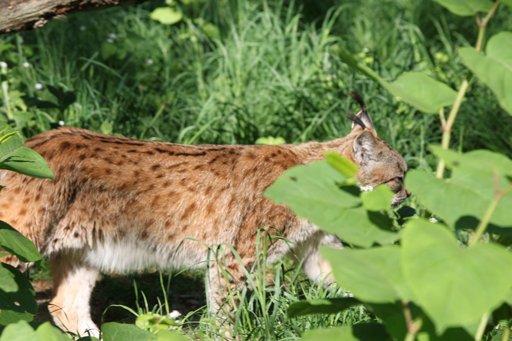 IMG_1555.JPG - Lynx  http://en.wikipedia.org/wiki/Eurasian_Lynx  in the Opel-Zoo  http://de.wikipedia.org/wiki/Opel-Zoo 