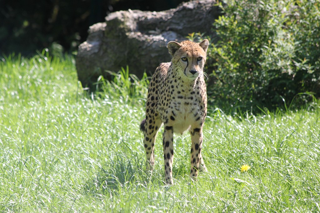 IMG_1620.JPG - Cheetah  http://en.wikipedia.org/wiki/Cheetah 