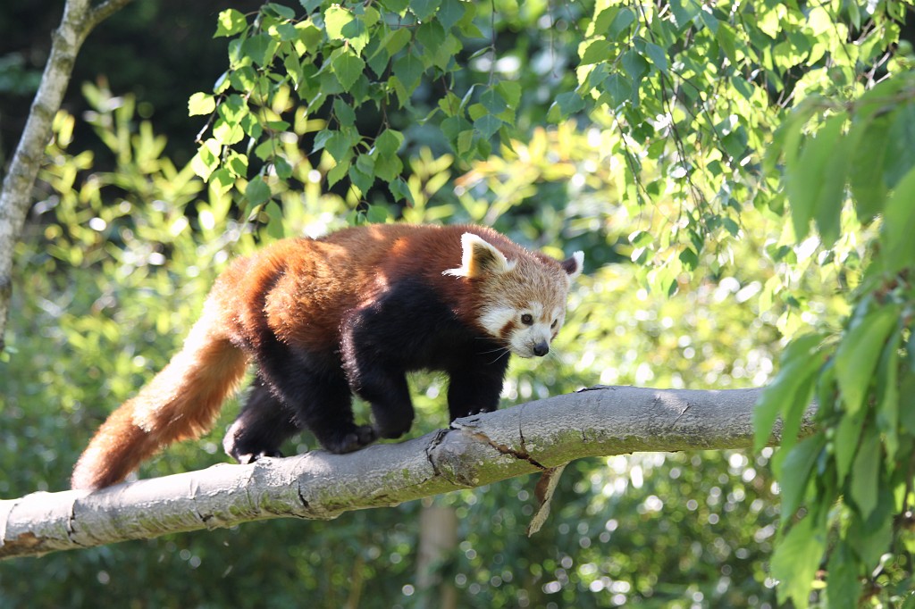 IMG_1640.JPG - Red Panda  http://en.wikipedia.org/wiki/Red_panda , also known as Firefox, in the Opel-Zoo  http://de.wikipedia.org/wiki/Opel-Zoo 