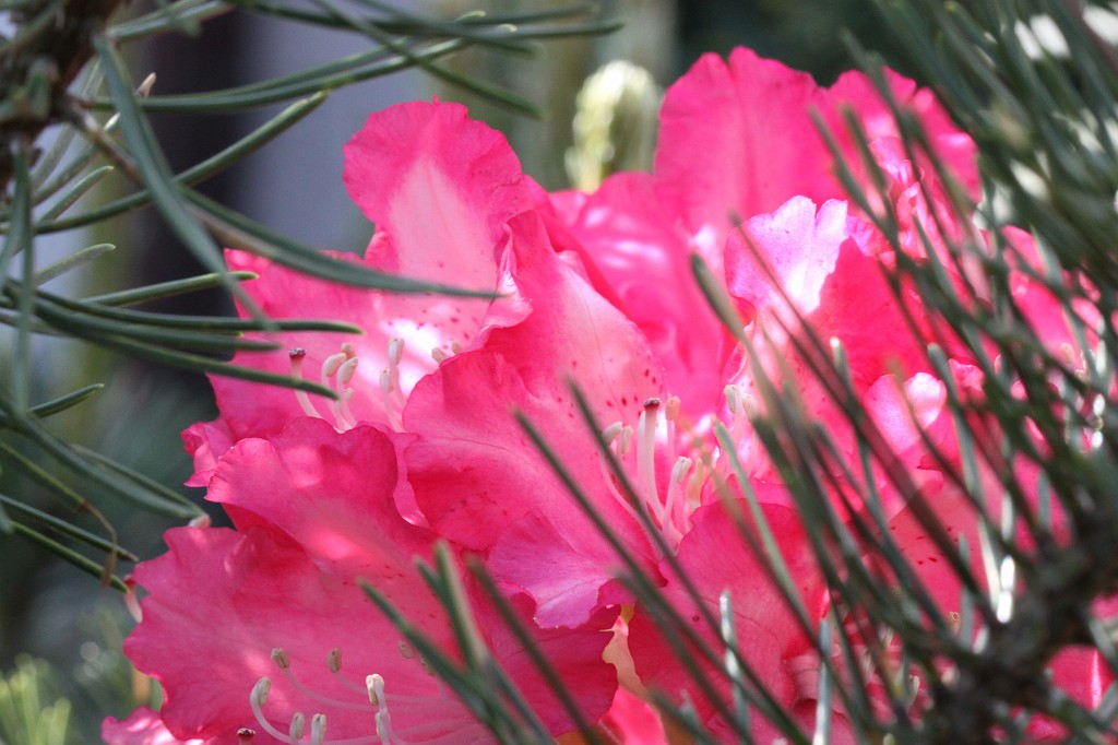 IMG_1704.JPG - Blossoms