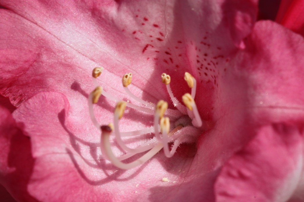 IMG_1706.JPG - Blossom