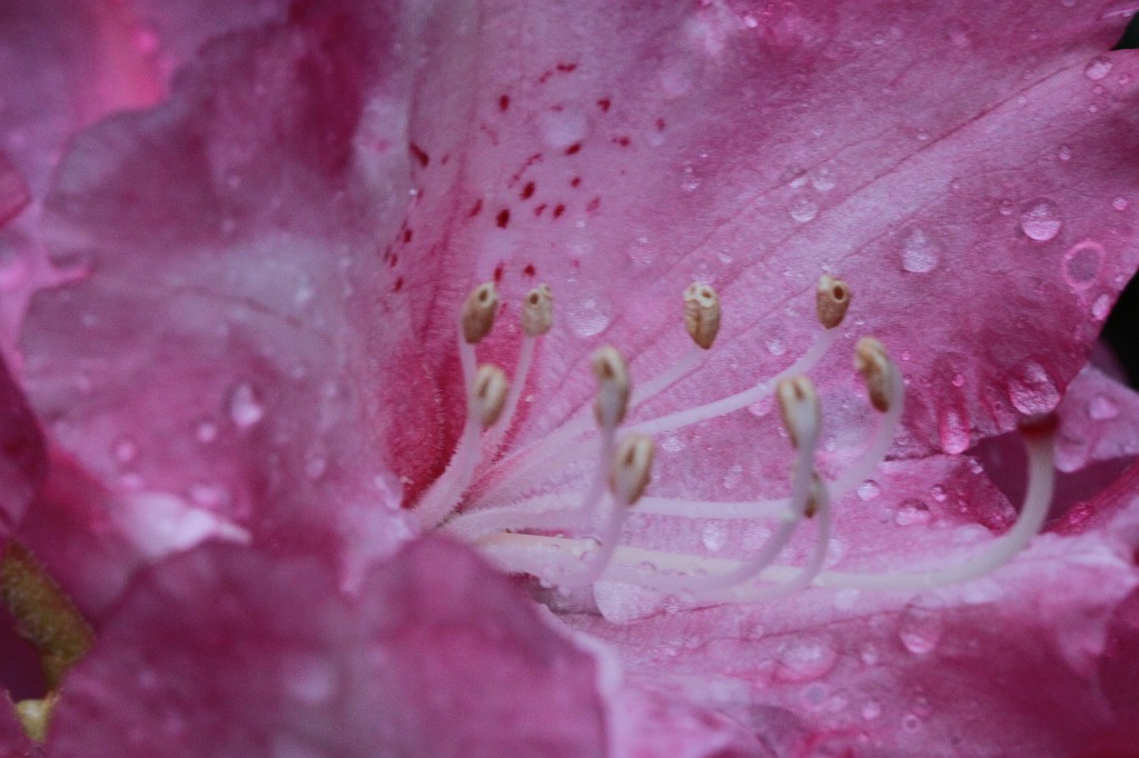 IMG_1737.JPG - Blossom