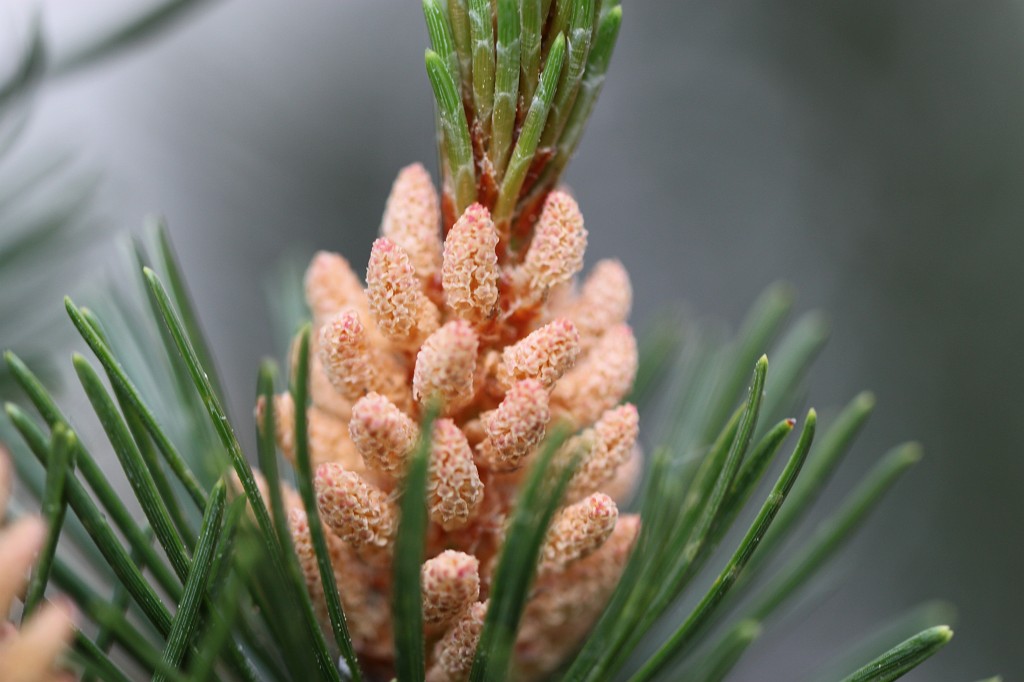 IMG_1740.JPG - Cones