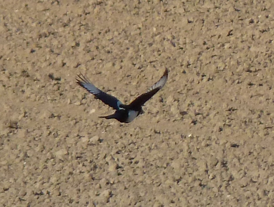 P1030104.JPG - Flying European Magpie  http://en.wikipedia.org/wiki/European_Magpie 