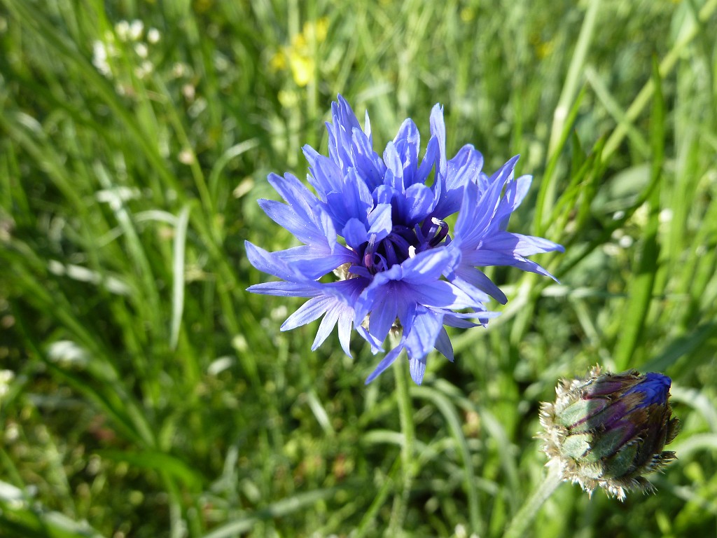 P1030113.JPG - Cornflower  http://en.wikipedia.org/wiki/Cornflower 
