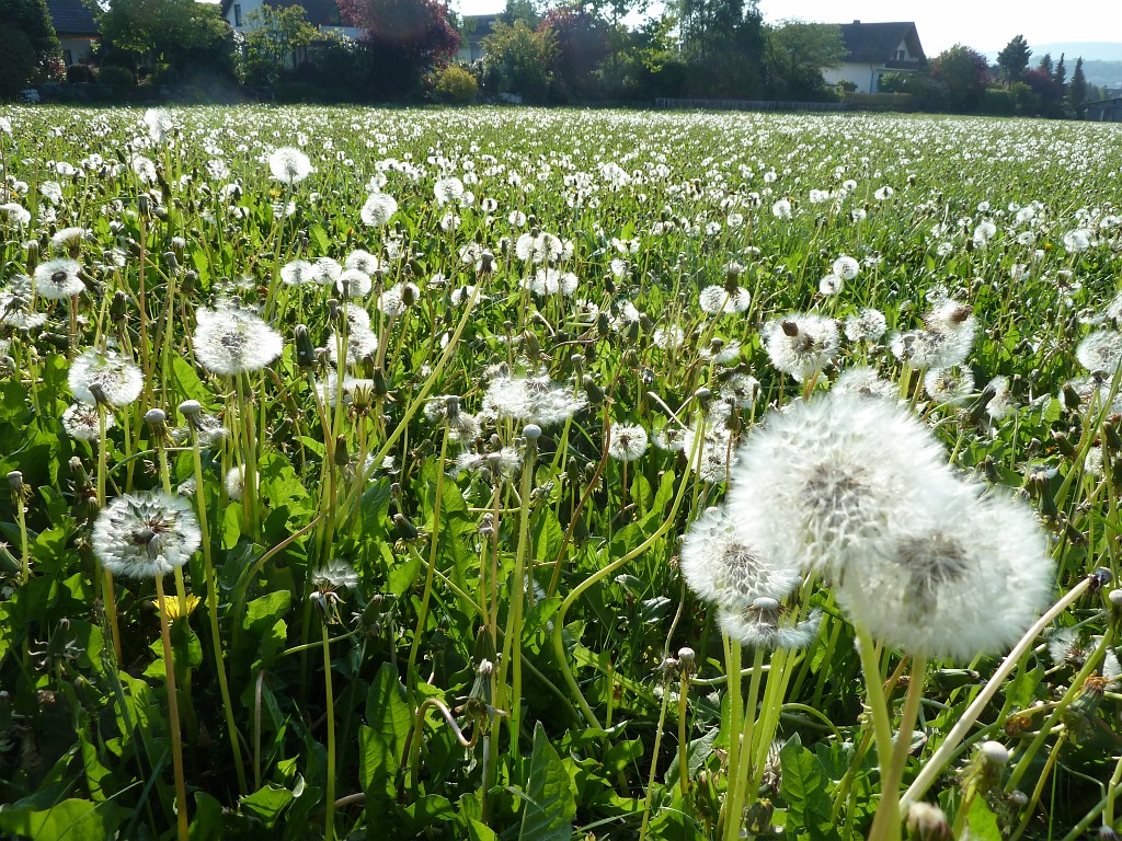 P1030129.JPG - Lots of blowballs  http://en.wikipedia.org/wiki/Taraxacum_officinale 