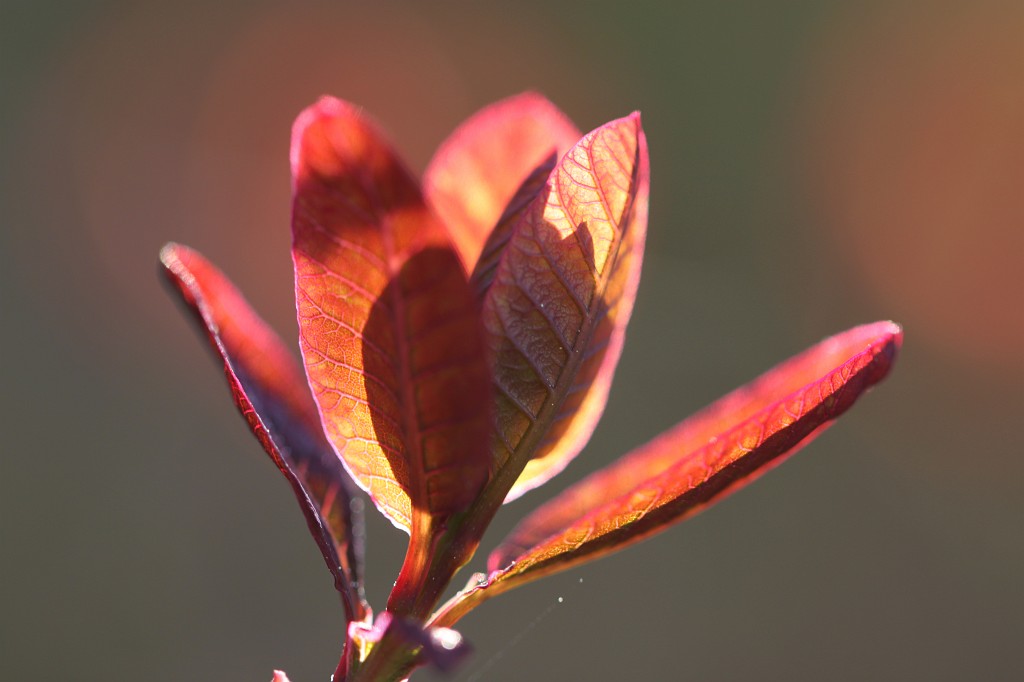 IMG_0882.JPG - Growing leaves
