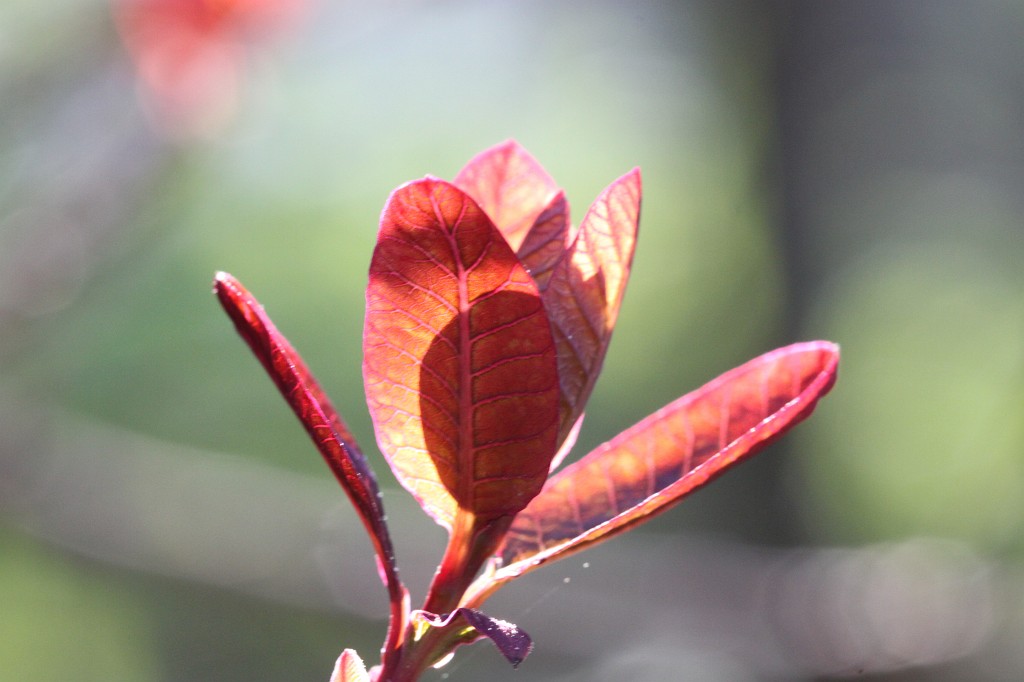 IMG_0885.JPG - Growing leaves