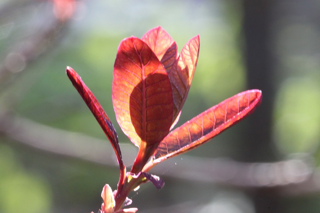 IMG_0887.JPG - Growing leaves