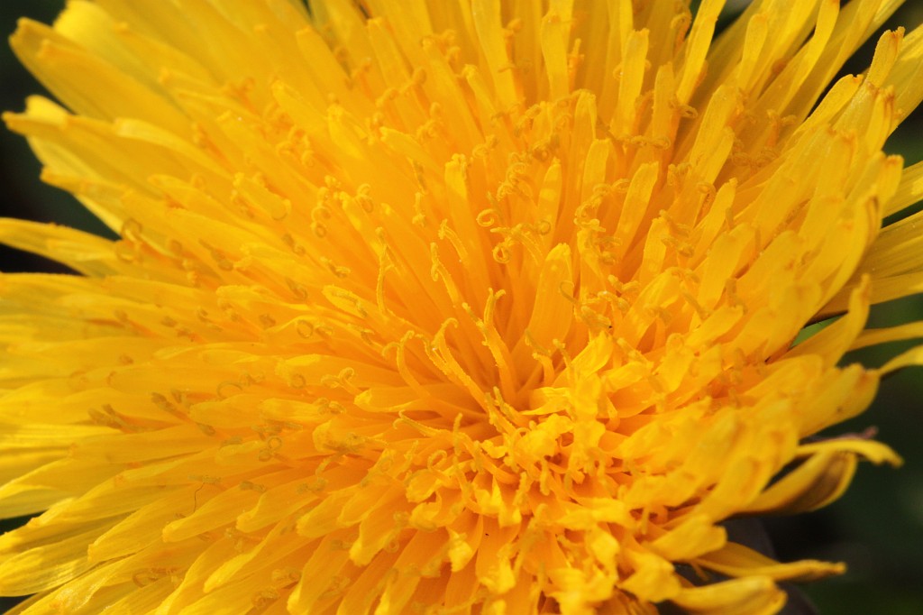 IMG_0896.JPG - Dandelion  http://en.wikipedia.org/wiki/Taraxacum_officinale 