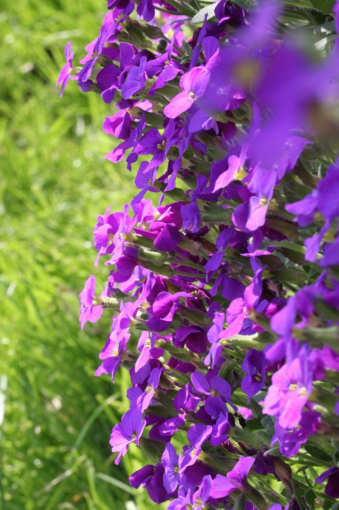 IMG_0964.JPG - Blossom