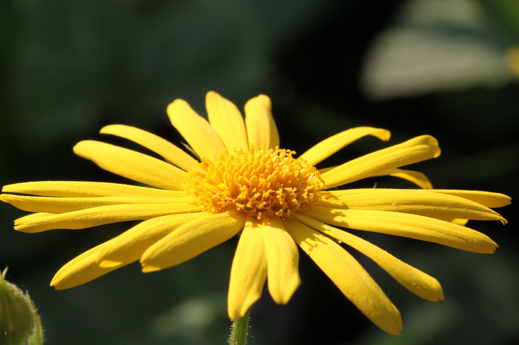 IMG_0984.JPG - Blossom