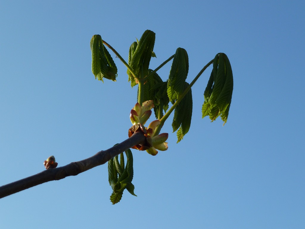 P1020952.JPG - Tree growing