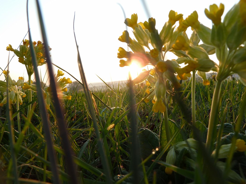 P1030022.JPG - Cowslip at sunrise  http://en.wikipedia.org/wiki/Primula_veris 