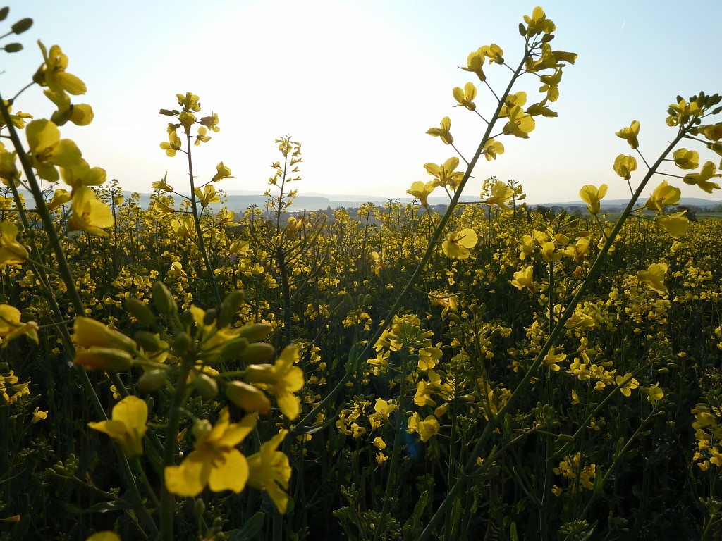 P1030050.JPG - Rapeseed  http://en.wikipedia.org/wiki/Brassica_napus 