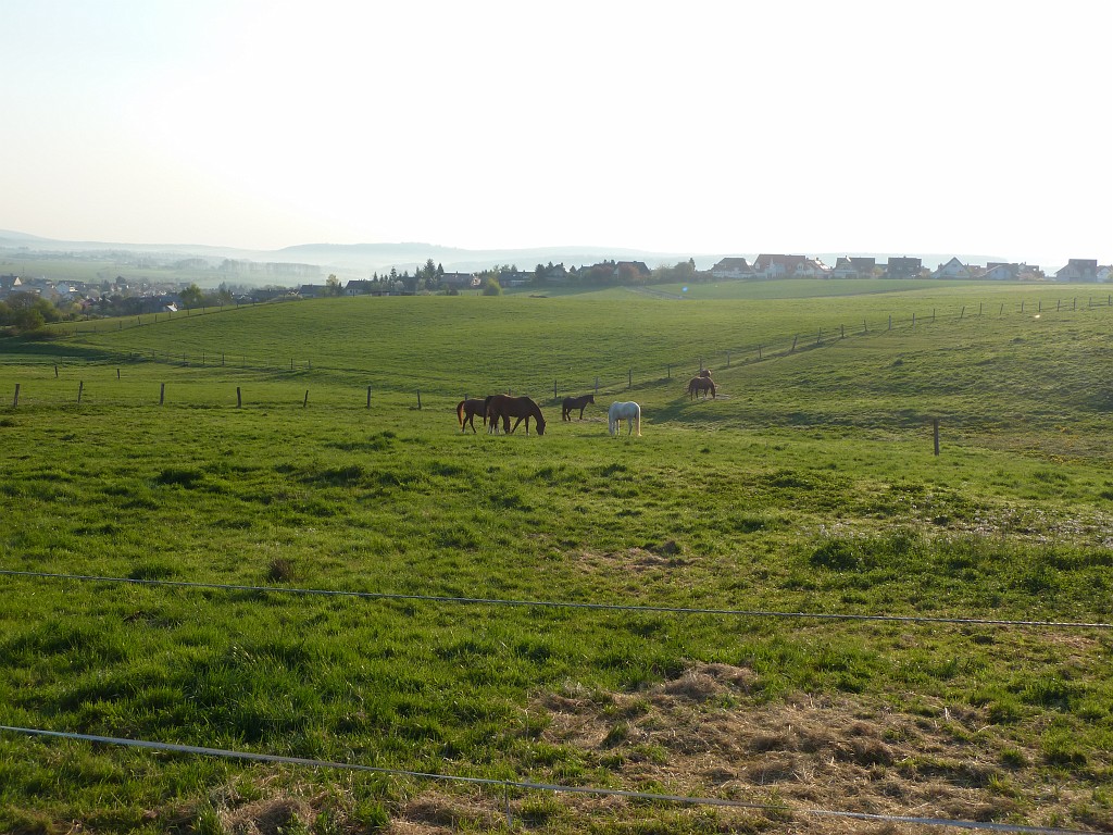 P1030061.JPG - Horses in the morning