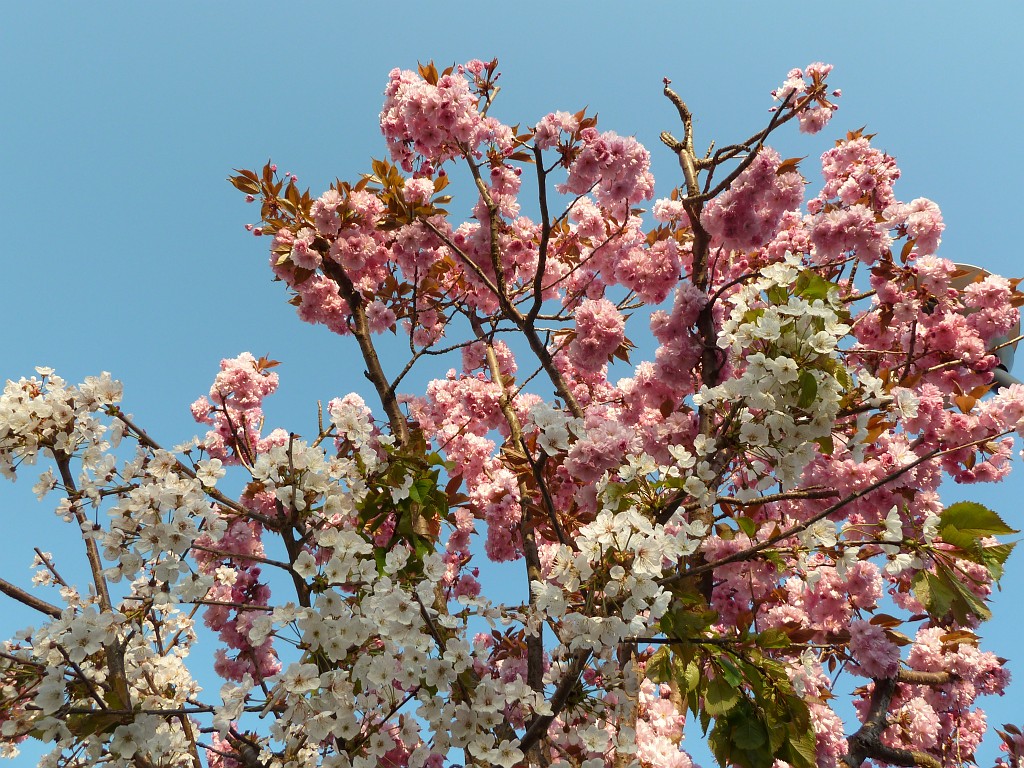 P1030065.JPG - Two types of cherry blossoms on the same tree