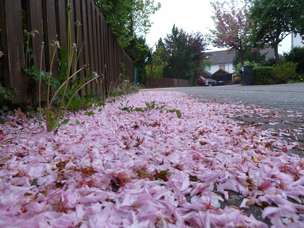 P1030071.JPG - Cherry petals