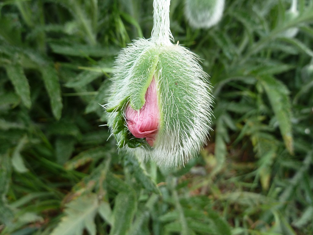 P1030090.JPG - Start of a bloom