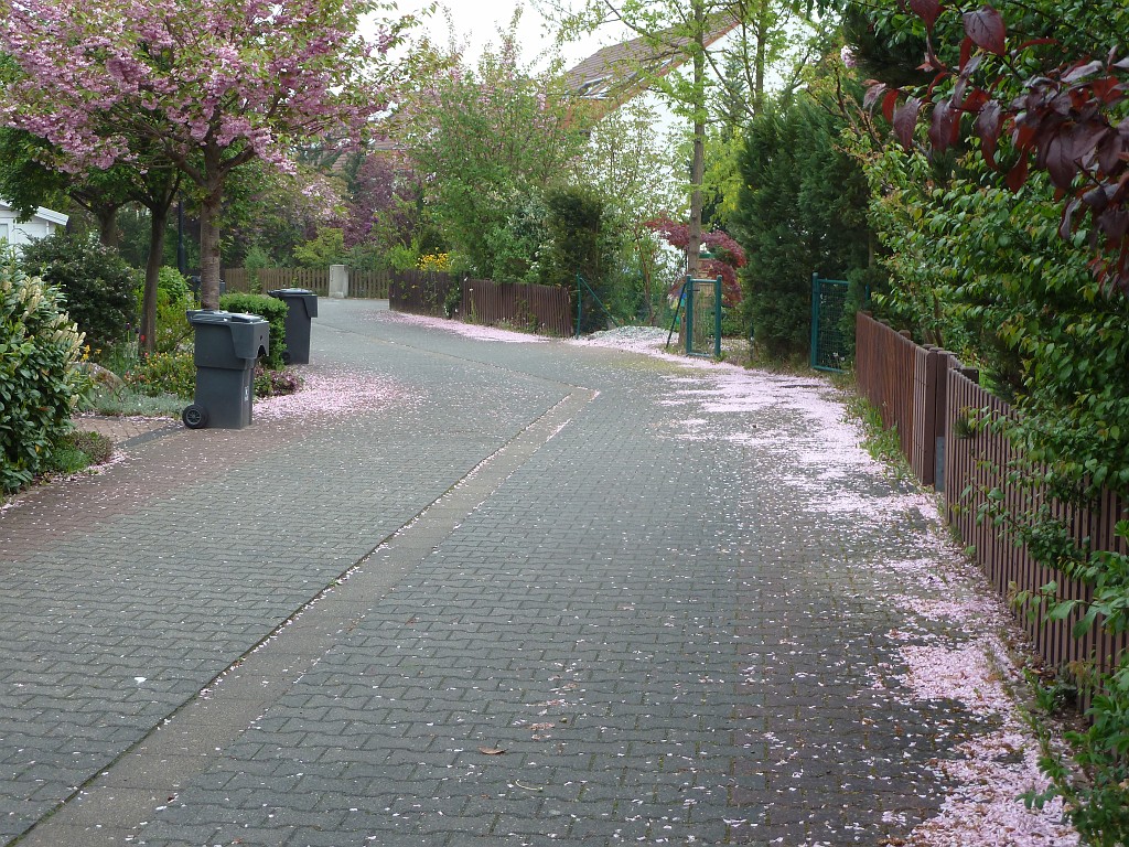 P1030093.JPG - Cherry petals