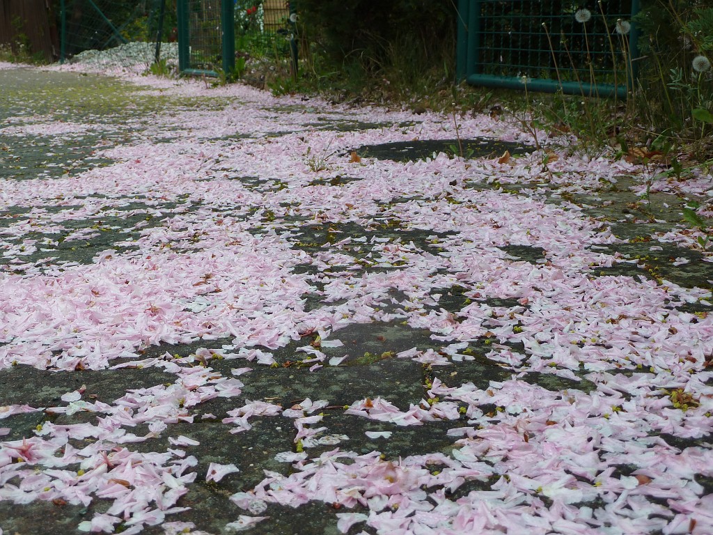 P1030094.JPG - Cherry petals