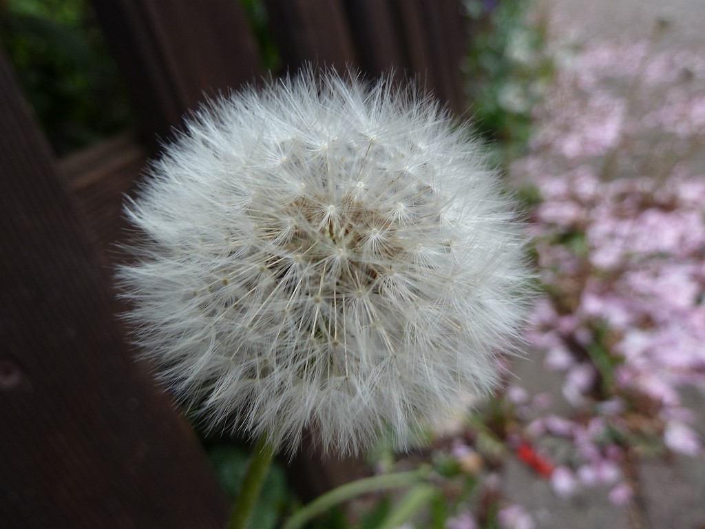 P1030101.JPG - Blowball