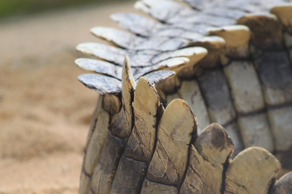 IMG_2079.JPG - Crocodile  http://en.wikipedia.org/wiki/Crocodile 