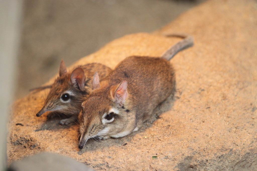 IMG_2085.JPG - Short-eared Elephant Shrew  http://en.wikipedia.org/wiki/Short-eared_Elephant_Shrew 