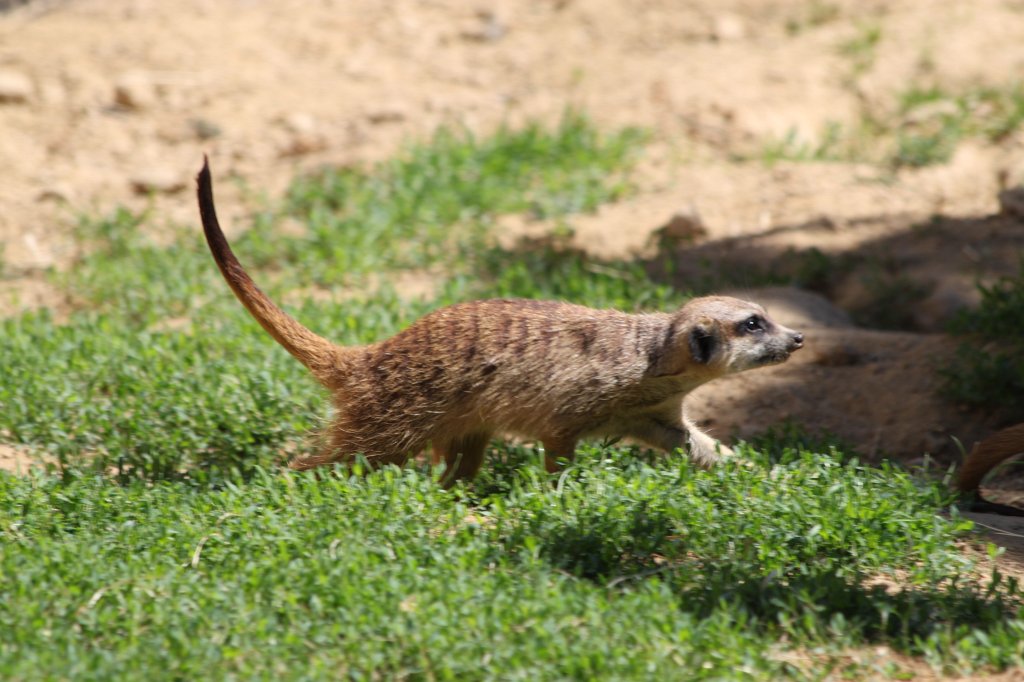 IMG_2111.JPG - Meerkat  http://en.wikipedia.org/wiki/Meerkat 