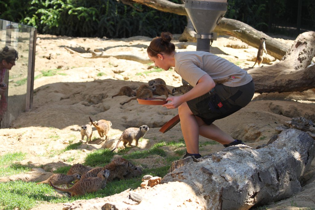 IMG_2112.JPG - Meerkat  http://en.wikipedia.org/wiki/Meerkat 