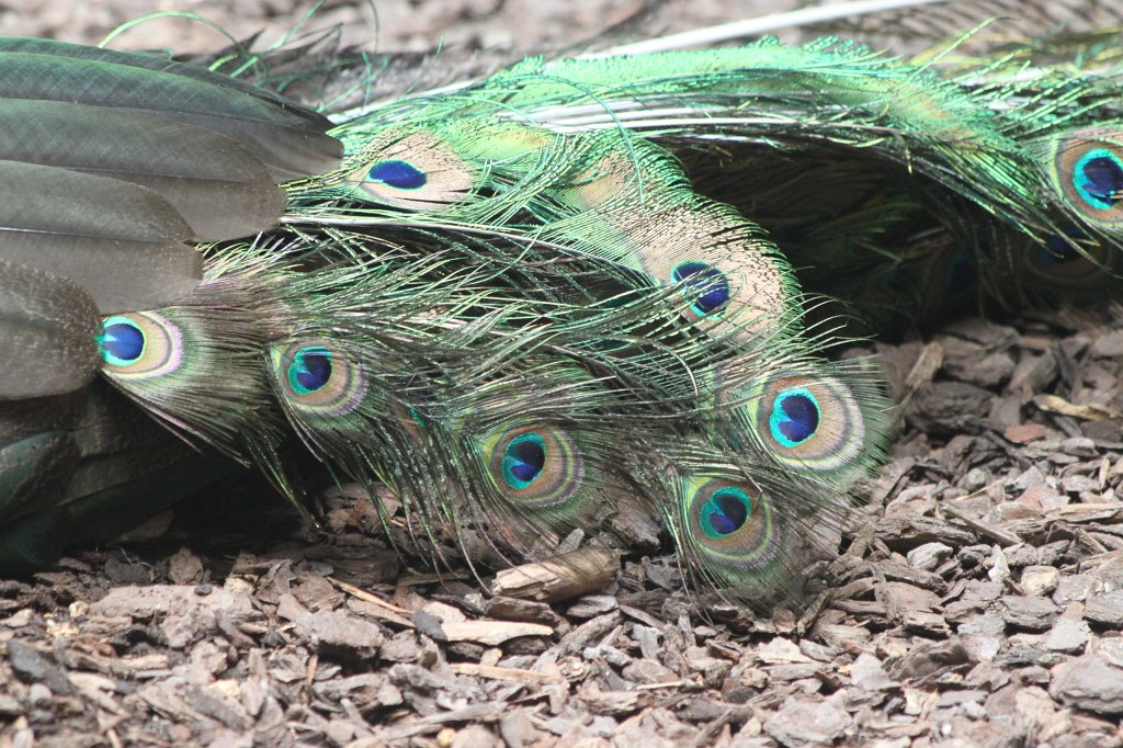 IMG_2213.JPG - Pavo  http://en.wikipedia.org/wiki/Pavo_(genus) 