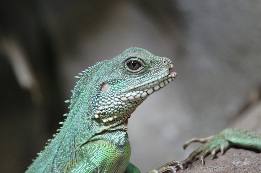 IMG_2226.JPG - Iguana  http://en.wikipedia.org/wiki/Iguana 