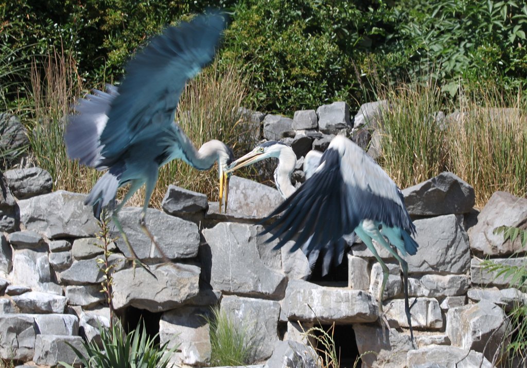 IMG_2418.JPG - Herons fighting for the fish  http://en.wikipedia.org/wiki/Grey_Heron 