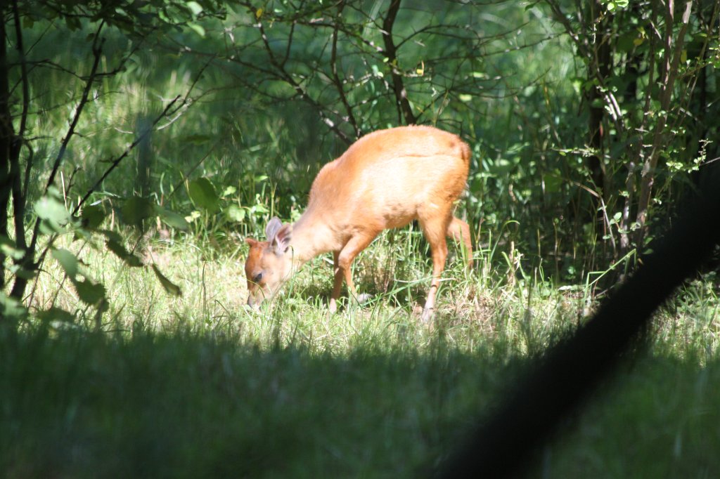 IMG_2423.JPG - Muntjac  http://en.wikipedia.org/wiki/Muntjac 