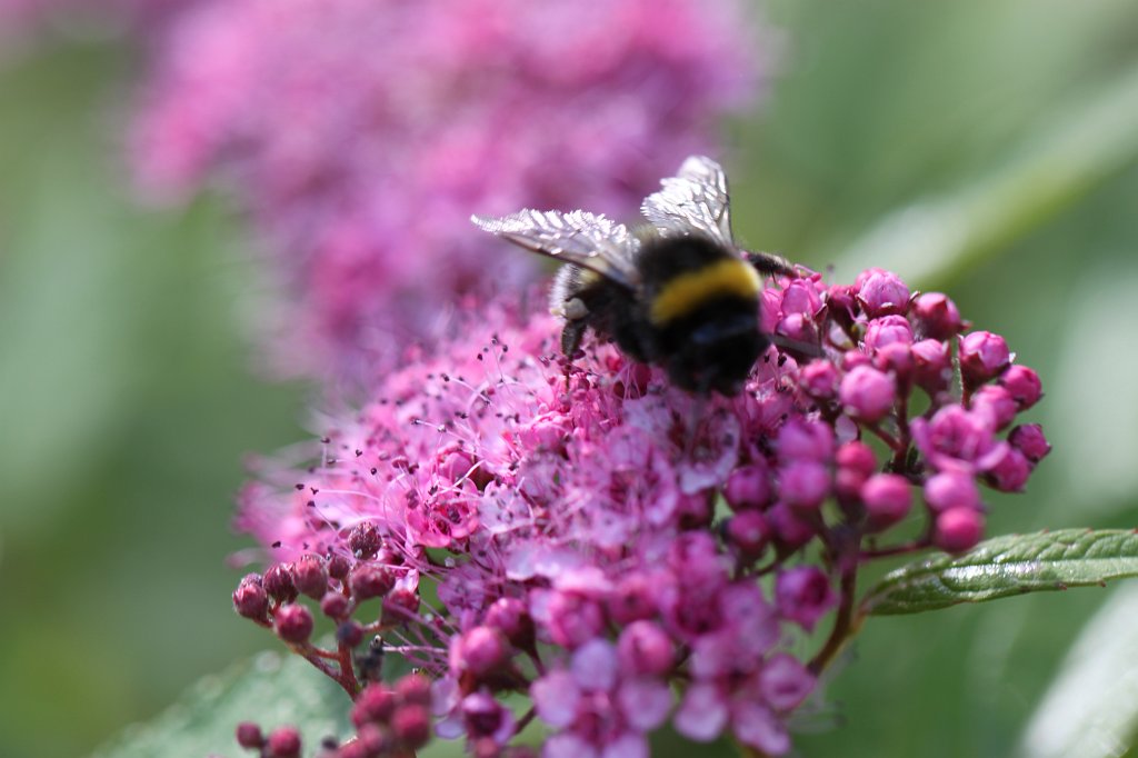 IMG_2537.JPG - Bumble bee  http://en.wikipedia.org/wiki/Bumble_bee 