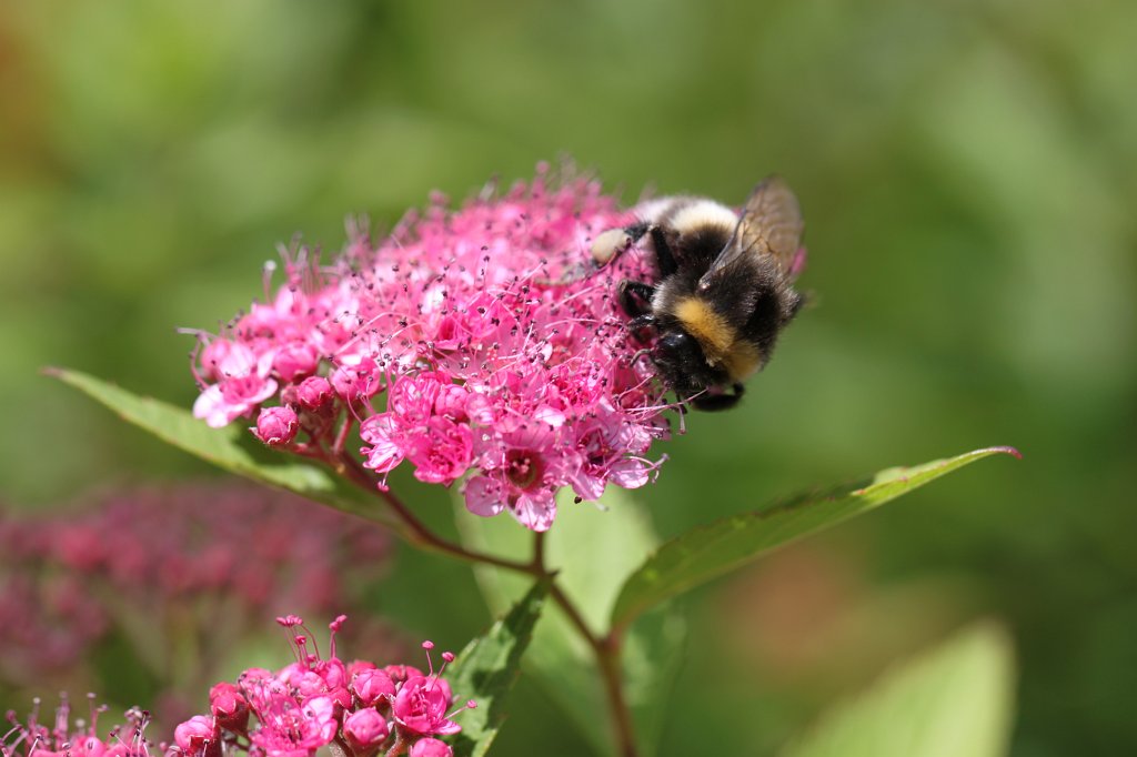 IMG_2561.JPG - Bumble bee  http://en.wikipedia.org/wiki/Bumble_bee 