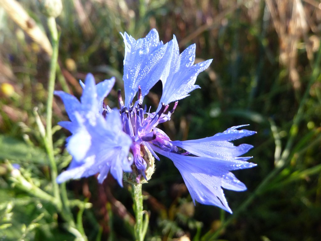 P1030517.JPG - Morning thaw on cornflower  http://en.wikipedia.org/wiki/Corn_flowers 